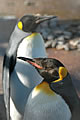 Edinburgh Zoo 